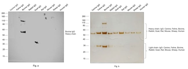 1MG Goat anti-Bovine IgG (H+L), affinity