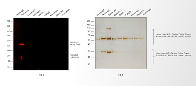 0.5MG GTXCT IGG TRITC AFFINITY