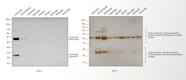 0.5MG Goat anti-Dog IgG (H+L), affinity