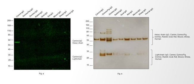 0.5MG GTXDG IGG FITC AFFINITY .