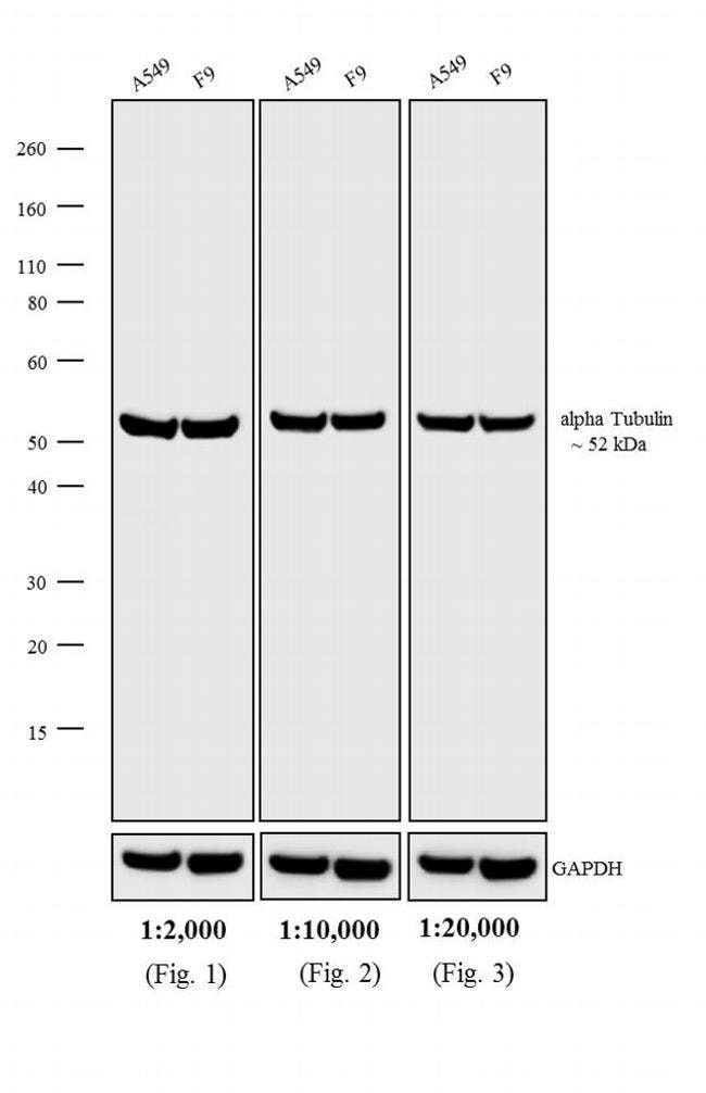 1MG Goat anti-Rat IgG (H+L), affinity pu