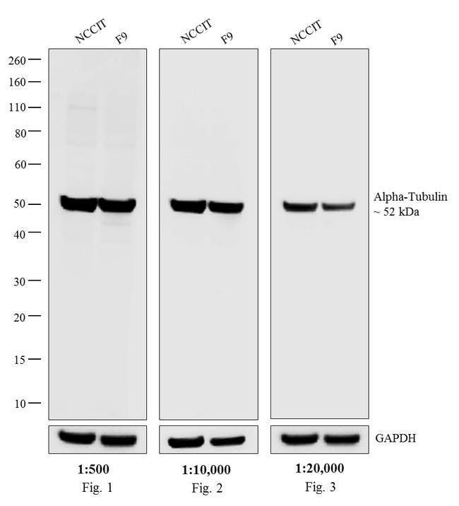 1MG Goat anti-Rat IgG (H+L), affinity pu