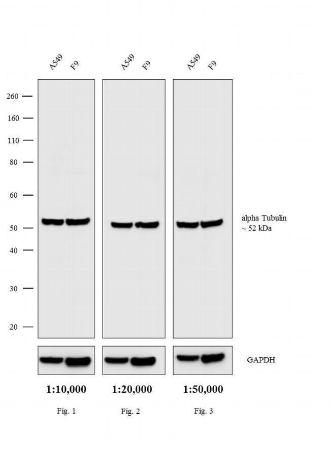 2MG GOAT ANTI-RAT IGG (H+L) AB, BIOTIN C