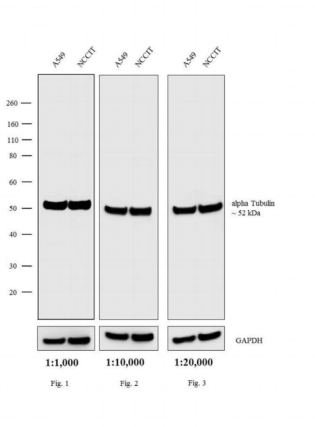 1MG Goat anti-Rat IgG (H+L), cross-adsor