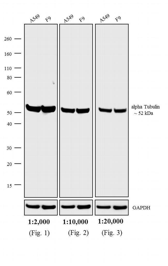 1MG Goat anti-Rat IgG (H+L), cross-adsor