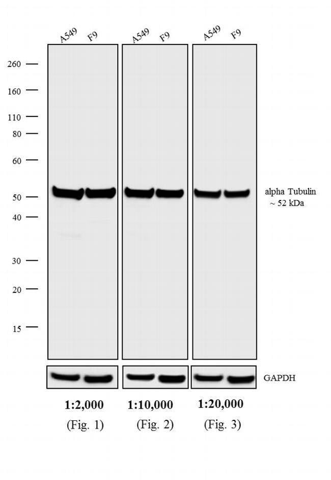 1MG Rabbit anti-Rat IgG (H+L), affinity