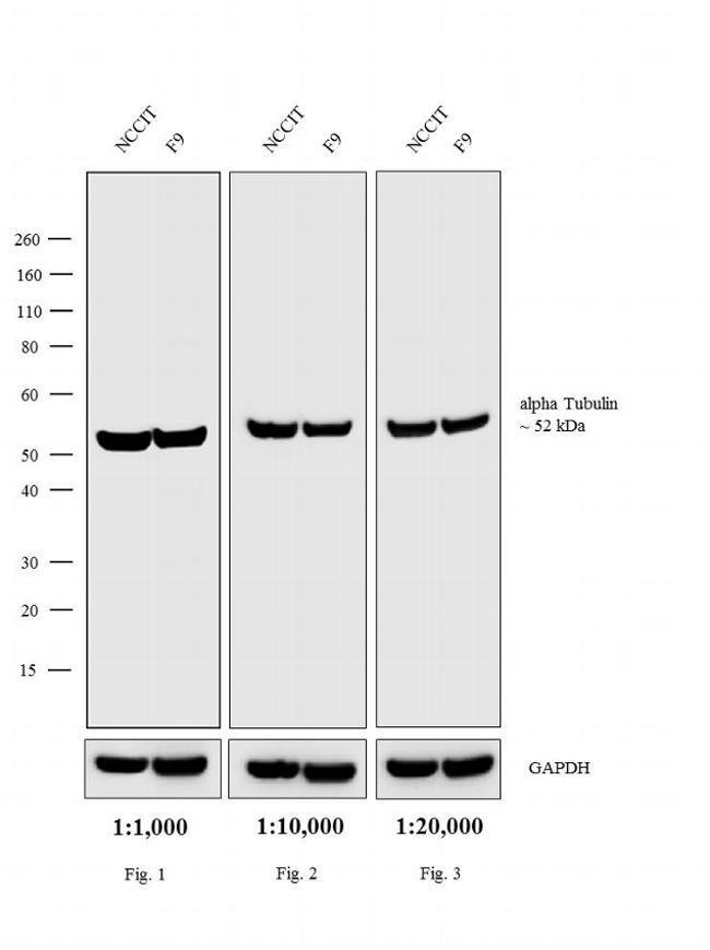 1MG Rabbit anti-Rat IgG (H+L), cross-ads