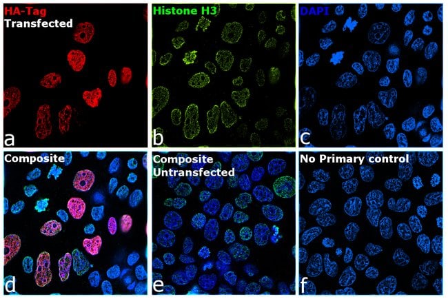anti-HA, mouse IgG1, monoclonal 16B12, A