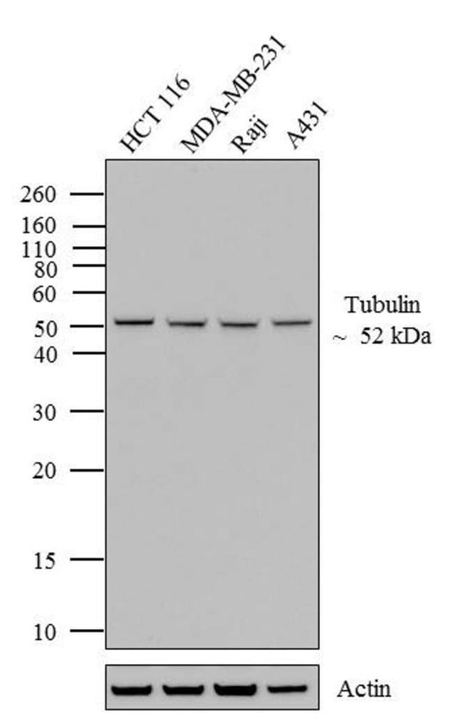 ANTI-ALPHA-TUBULIN (BOVIN When used in c