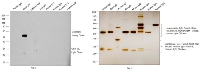 0.5MG RBXGT BIO F(AB')2 .