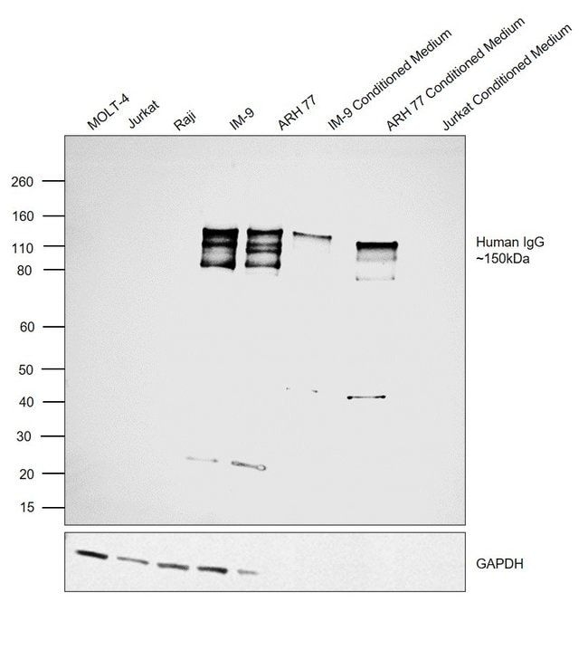0.5MG GTXHU HRP F(AB')2 .