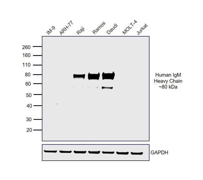 0.5MG GTXHU IGM HRP F(AB')2 .