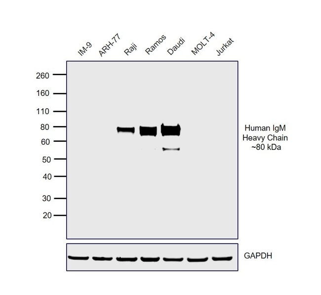 0.5MG GTXHU IGM HRP XADS F(AB')2