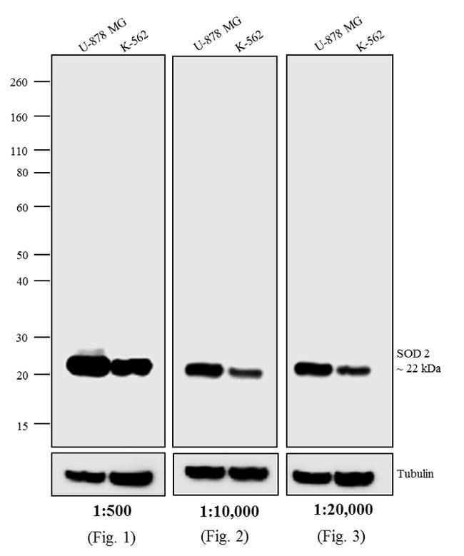 0.5MG GTXMU HRP F(AB')2 .