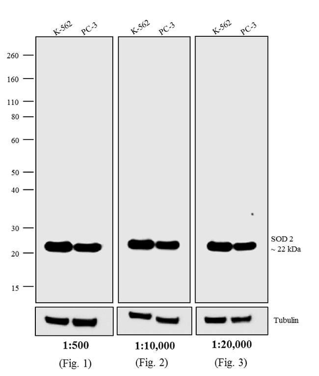 0.5MG GTXMU AP HIGH XADS F(AB')2