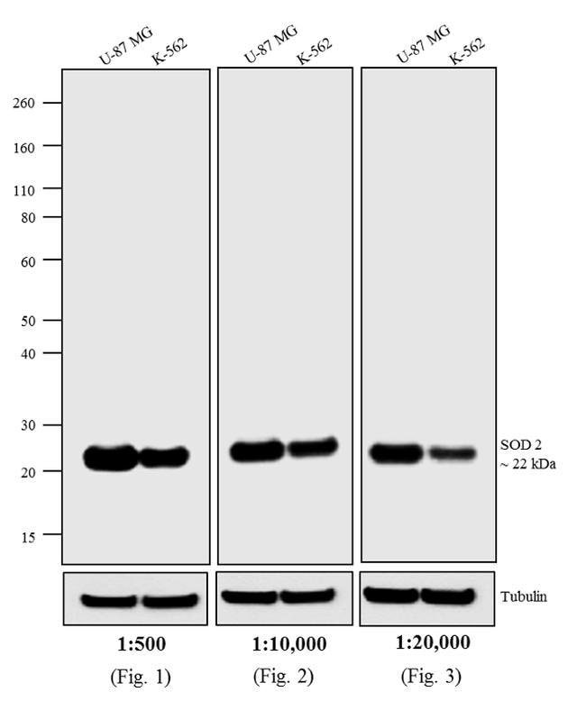 0.5MG GTXMU BIO HIGH XADS F(AB')2