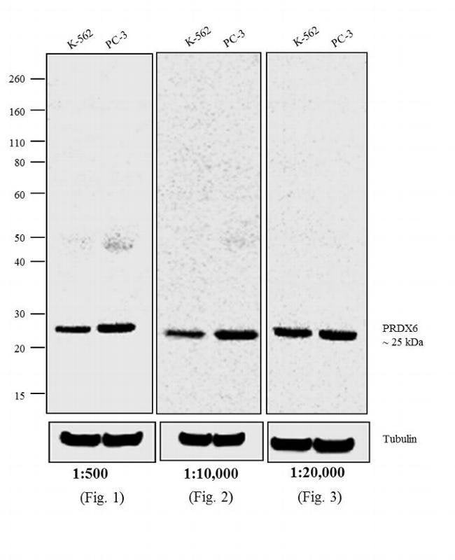 0.5MG GTXRB AP XADS F(AB')2 .