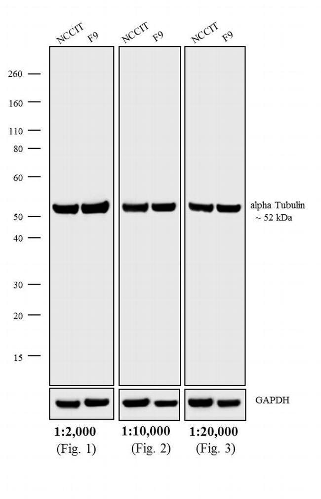 0.5MG GTXRT AP XADS F(AB')2 .
