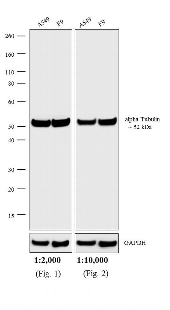 0.5MG GTXRT AP HIGH XADS F(AB')2
