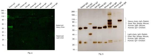 0,05MG GOXRB ALEXA FLUOR 488 SAMPLE