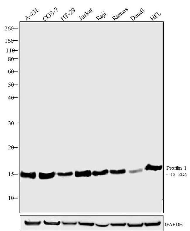 0,05MG GOXRB HRP SAMPLE