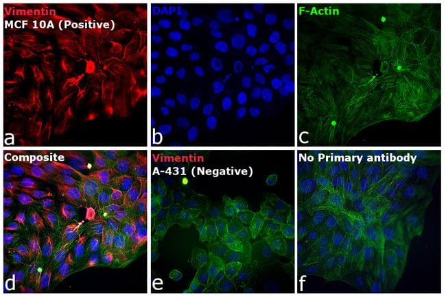 1 MG Goat anti-Rabbit IgG (H+L) Alexa F