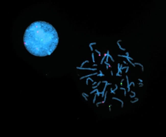 Anti-Texas Red, Rabbit IgG fraction  1 m