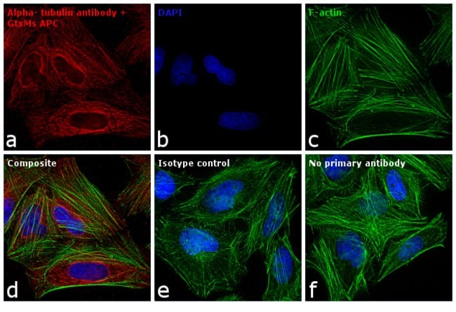 Allophycocyanin, crosslinked, Goat Anti-
