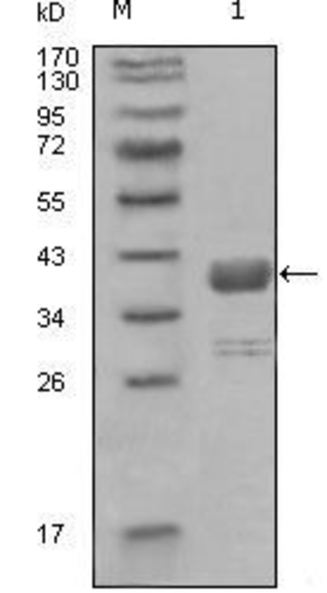 ABL1 Monoclonal Antibody 100 µl µL