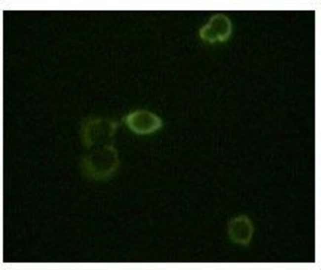 ABL2 Monoclonal Antibody 100 µl µL