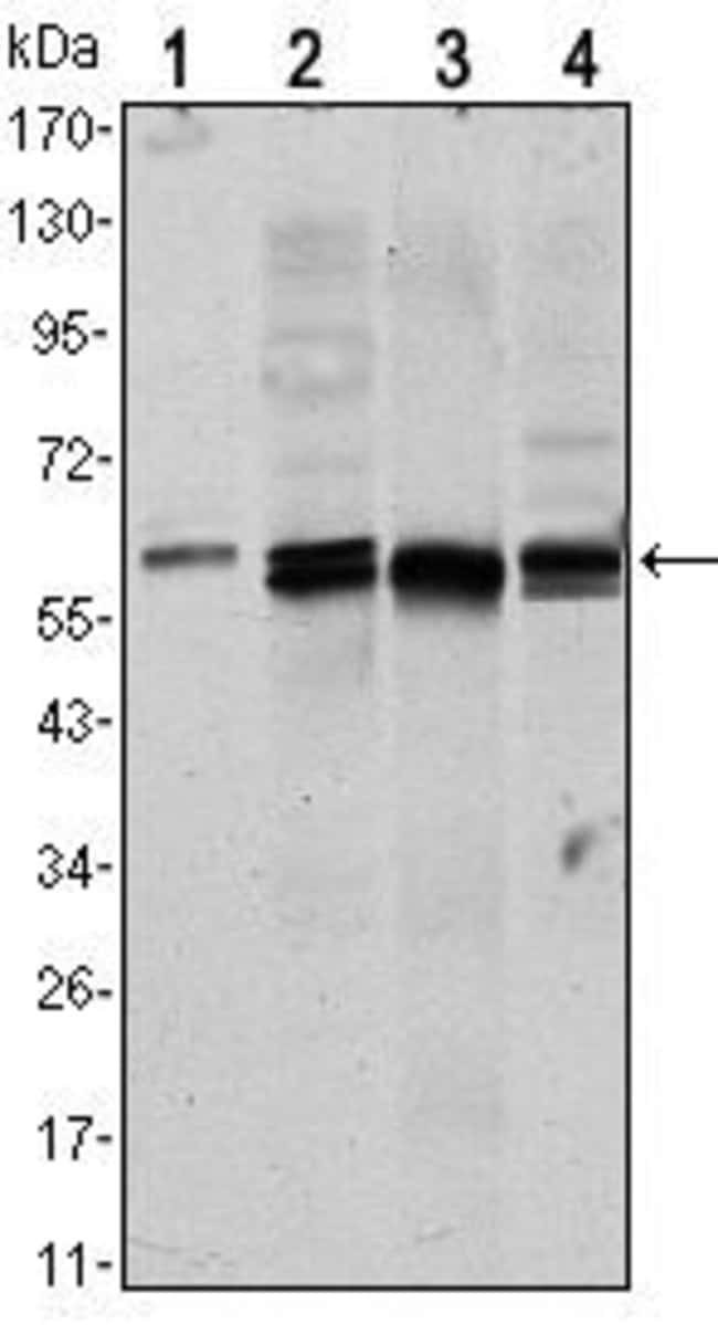 AKT1 Monoclonal Antibody 100 µl µL