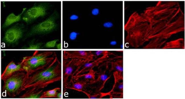 anti-GAPDH, mouse monoclonal 6C5 antibod
