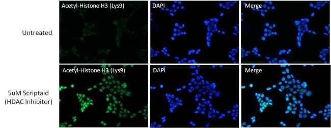 Anti-Acetyl-Histone H3 (Lys9) Antibody,