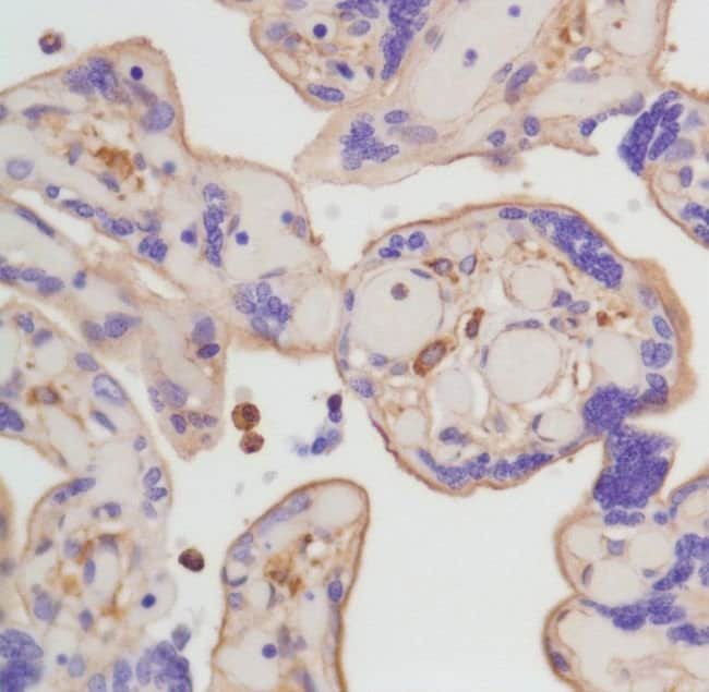 Anti-Actin-beta