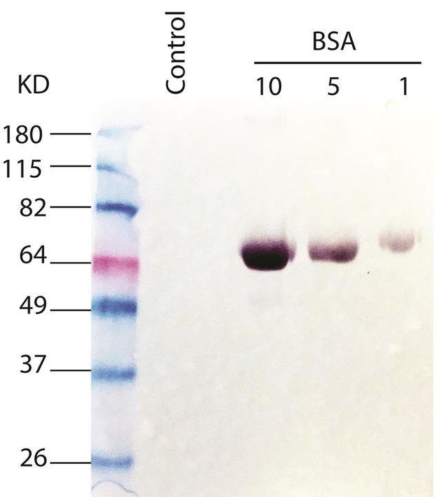 Anti-albumin (bovine serum), Rabbit IgG