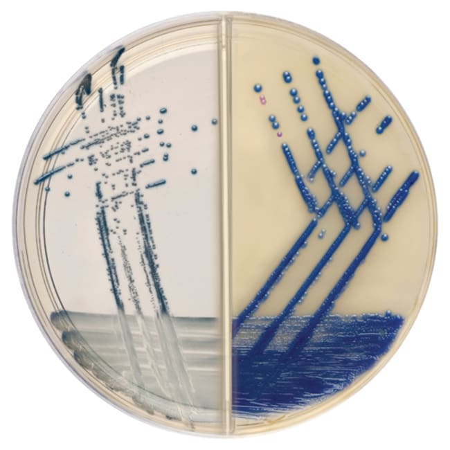 BrillianceTM MRSA 2-Agar/BrillianceTM St