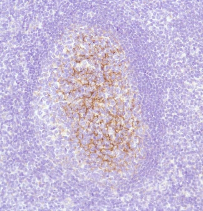 500uL Polyclonal antibody, C4d, host rab