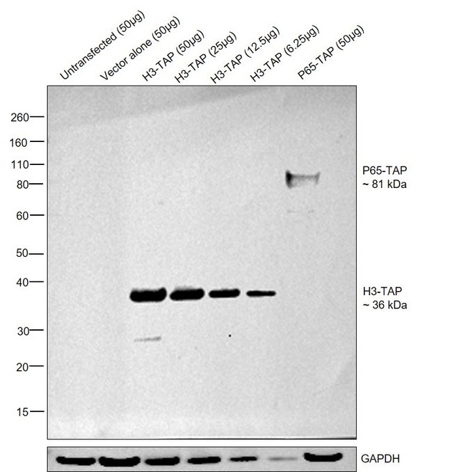 Anti-TAP Polyclonal Antibody, 50µg