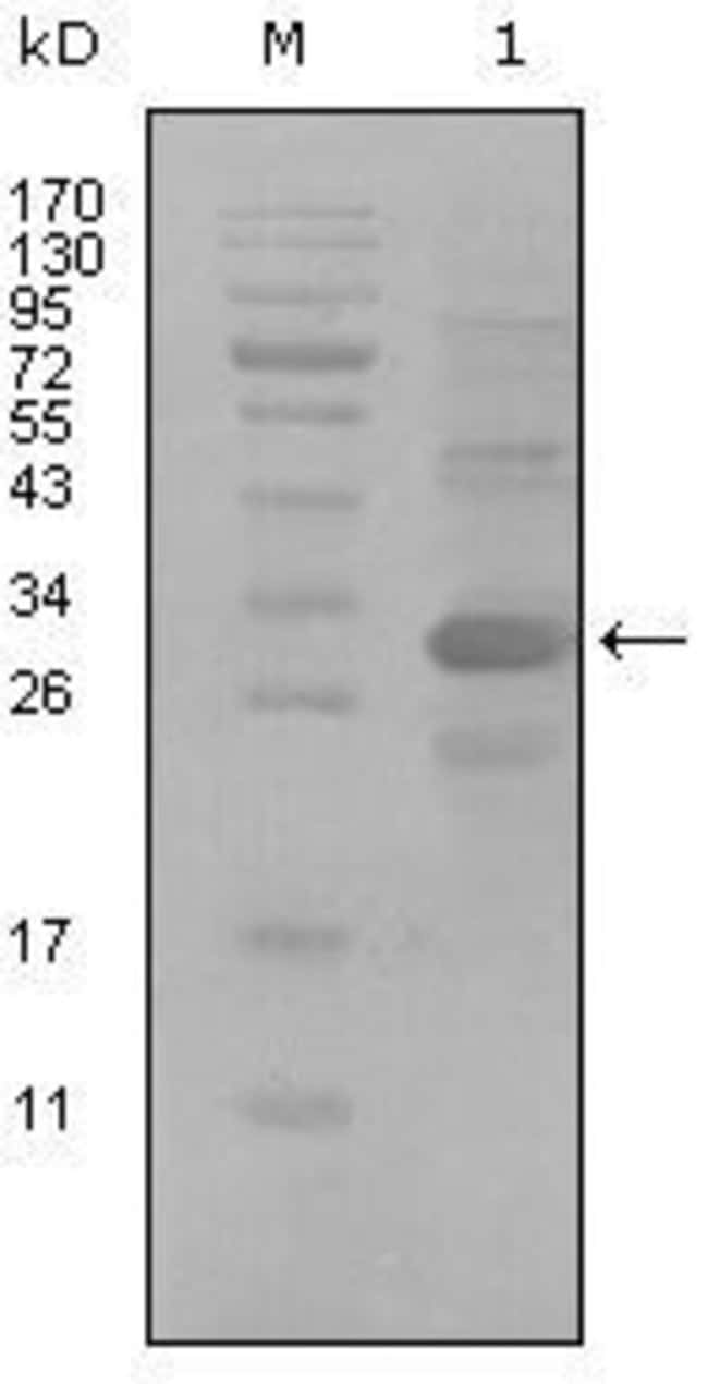 ALCAM Monoclonal Antibody 100 µl µL