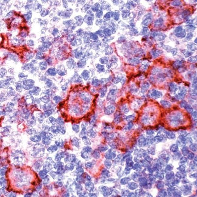 500uL Polyclonal antibody, CD40, host ra