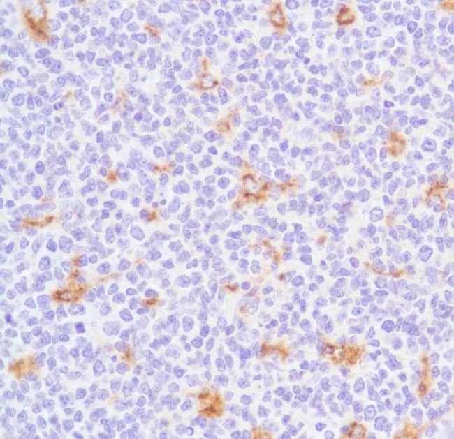 500uL Polyclonal antibody, CD68, host ra