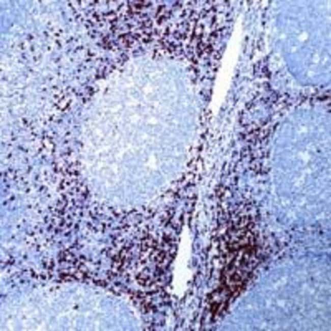 1ML ANTI-CD8 MONOCLONAL ANTIBODY .