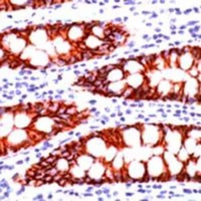 1 ML Claudin 3 Rabbit polyclonal antibod