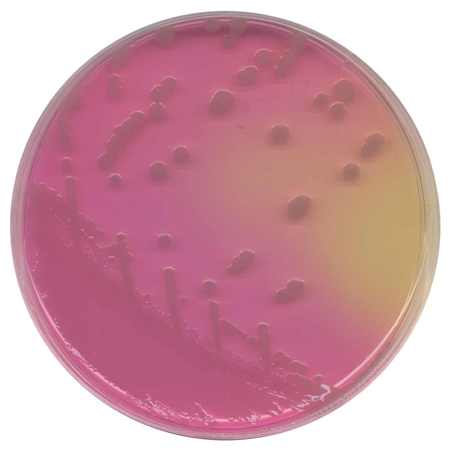 Thermo Scientific Oxoid Membran-Clostrid