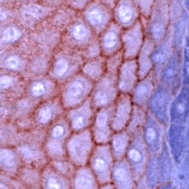 500uL Polyclonal antibody, cadherin-E/E-