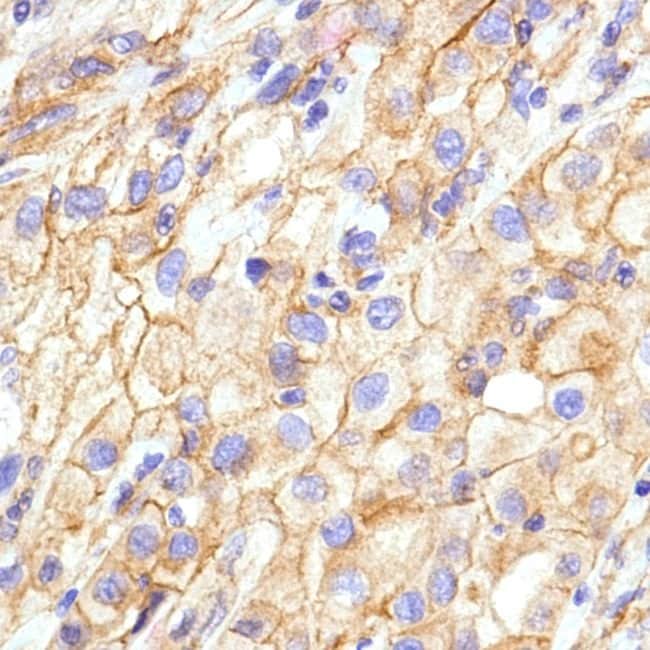 Anti-Cadherin-N/N-Cadherin