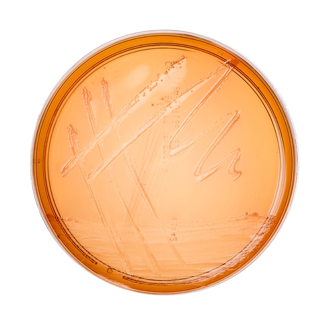 Campylobacter-Selektiv-Agar (Skirrow), B
