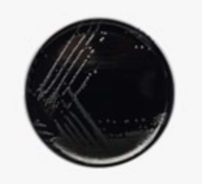 Thermo Scientific CCDA-Selektivna¨hrbode