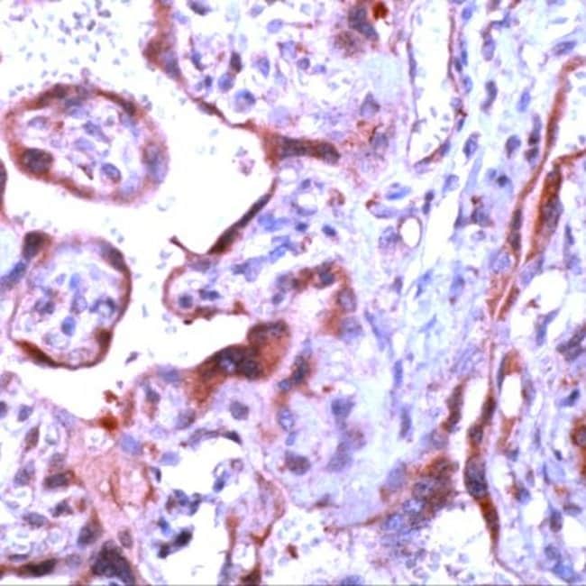 500uL Polyclonal antibody, caspase-1, ho