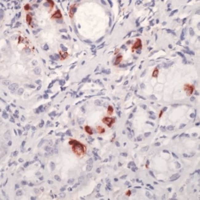 500uL Polyclonal antibody, Cholecystokin